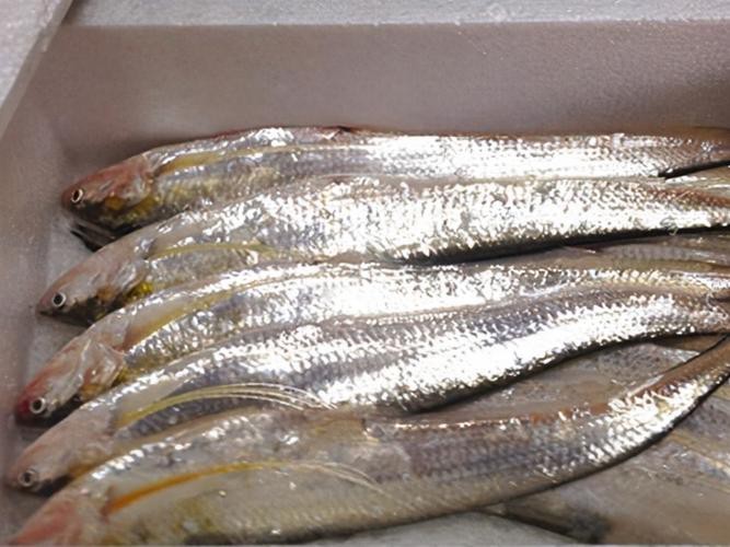 刀鱭魚圖片【刀鱭魚是一種極具特色的魚類，文中呈現的刀鱭魚】
