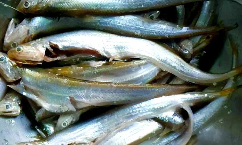 刀鱭魚圖片【刀鱭魚是一種極具特色的魚類，文中呈現的刀鱭魚】