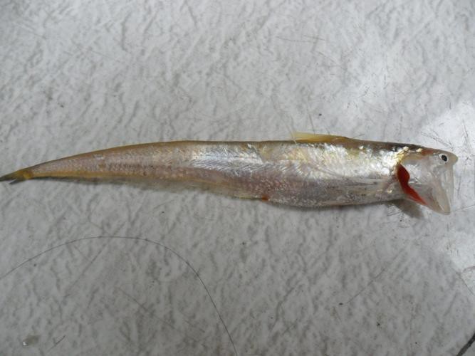 刀鱭魚圖片【刀鱭魚是一種極具特色的魚類，文中呈現的刀鱭魚】