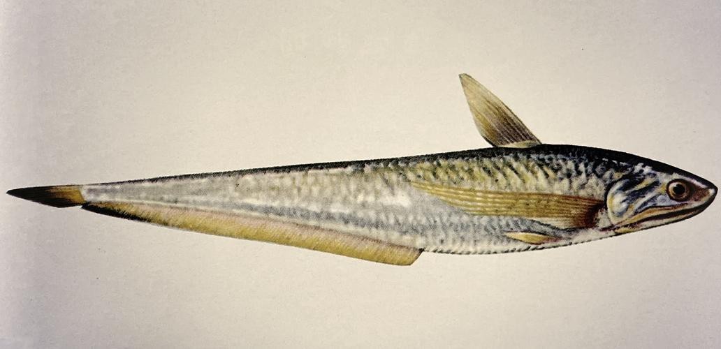 刀鱭魚圖片【刀鱭魚是一種極具特色的魚類，文中呈現的刀鱭魚】