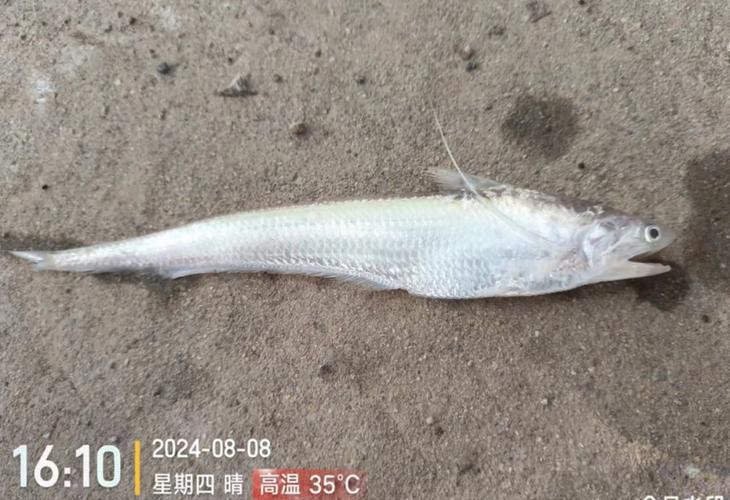 刀鱭魚圖片【刀鱭魚是一種極具特色的魚類，文中呈現的刀鱭魚】