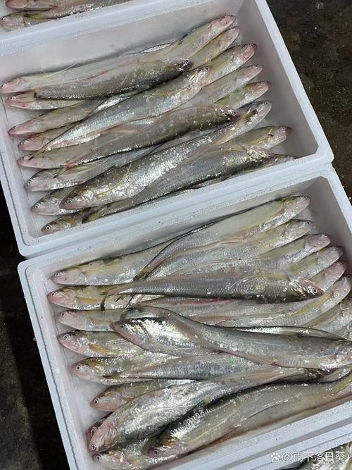 刀鱭魚圖片【刀鱭魚是一種極具特色的魚類，文中呈現的刀鱭魚】