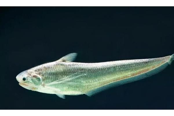 刀鱭魚圖片【刀鱭魚是一種極具特色的魚類，文中呈現的刀鱭魚】