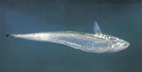 刀鱭魚圖片【刀鱭魚是一種極具特色的魚類，文中呈現的刀鱭魚】