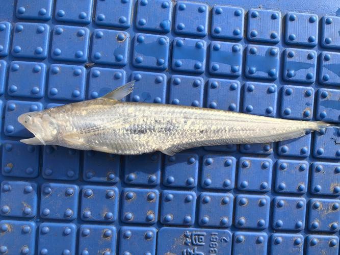 刀鱭魚圖片【刀鱭魚是一種極具特色的魚類，文中呈現的刀鱭魚】