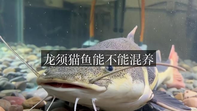 龍須貓魚的最佳混養環境設置【觀賞魚世界龍須貓魚混養環境設置需多方面考量】