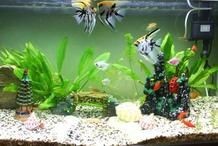 龍須貓魚的最佳混養環境設置【觀賞魚世界龍須貓魚混養環境設置需多方面考量】