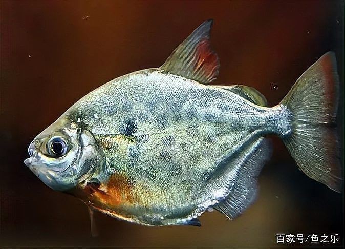 龍須貓魚的最佳混養環境設置【觀賞魚世界龍須貓魚混養環境設置需多方面考量】