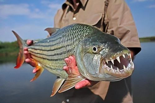 非洲虎魚有哪些品種【常見的四種常見的虎魚養魚小藝】