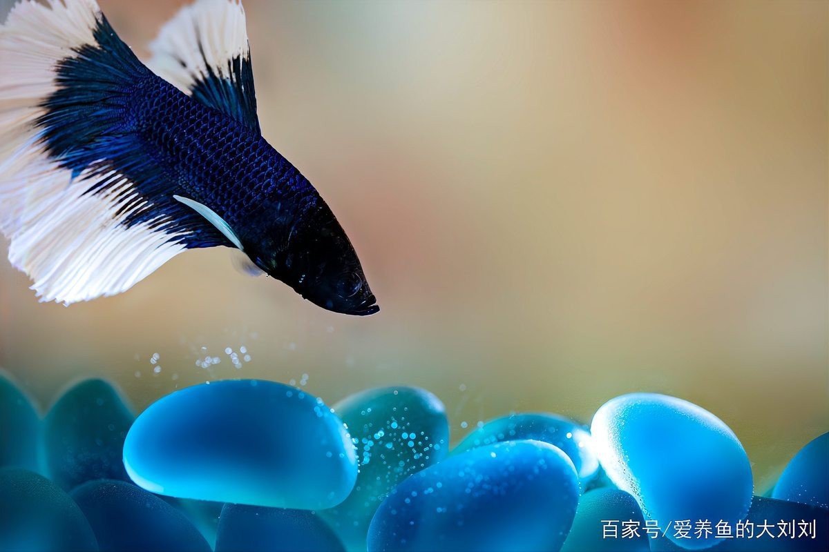 魚缸里能放龍的雕像嗎【龍雕像在魚缸中的應用】