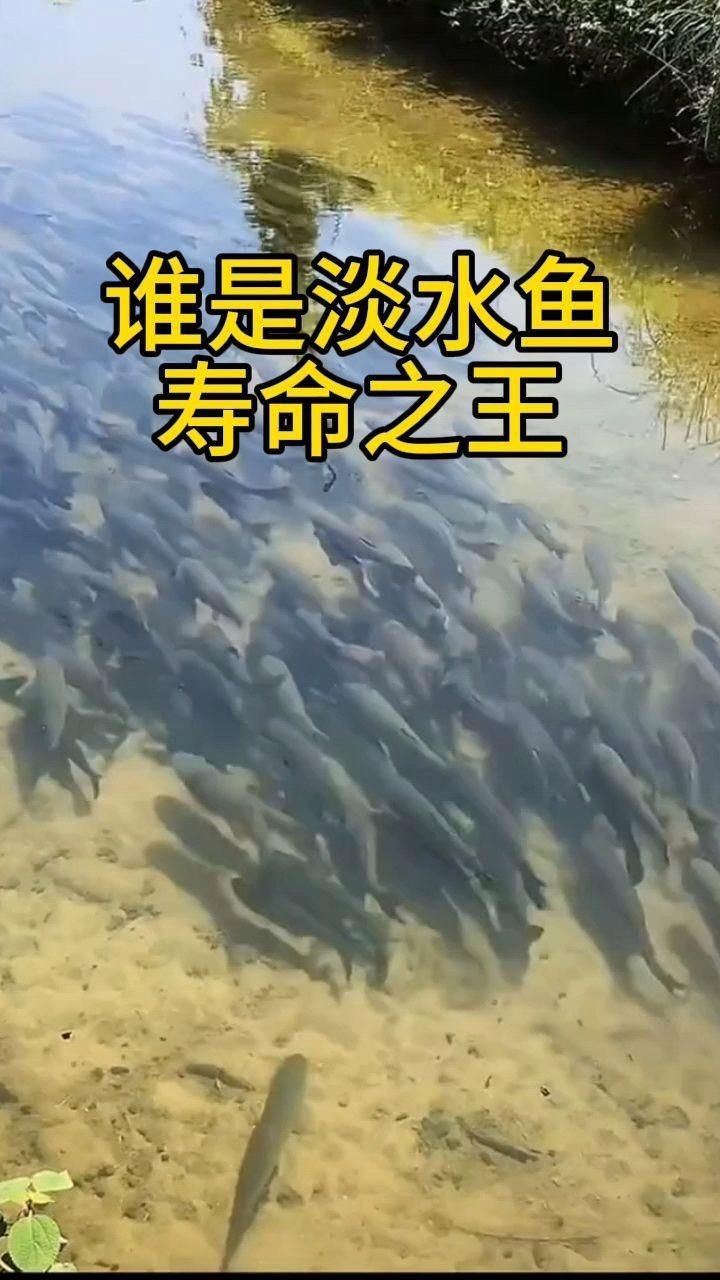 冷水魚壽命一覽表【冷水魚的壽命一覽表】