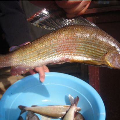 冷水魚壽命一覽表【冷水魚的壽命一覽表】
