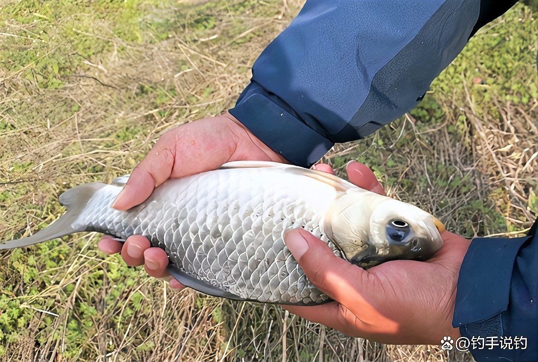 冷水魚壽命一覽表【冷水魚的壽命一覽表】
