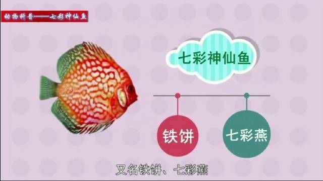 藍面財神七彩神仙魚【藍面財神七彩神仙魚養(yǎng)殖技巧】