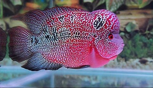 羅漢魚正確養法【《羅漢魚正確養法》*百度經驗,羅漢魚好養嗎】