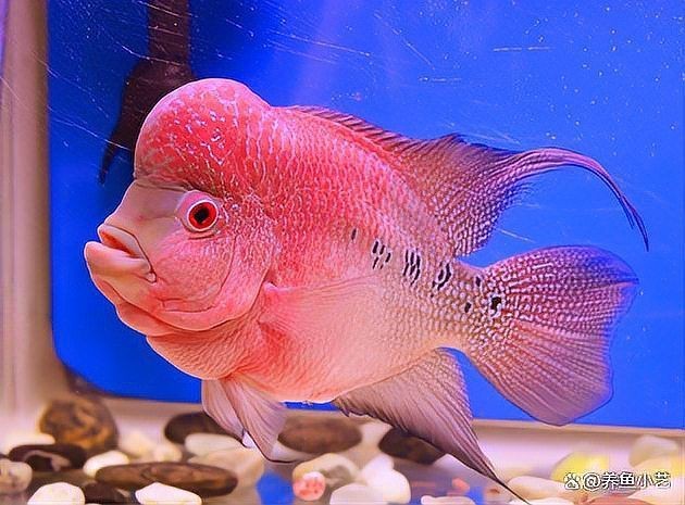 羅漢魚正確養法【《羅漢魚正確養法》*百度經驗,羅漢魚好養嗎】