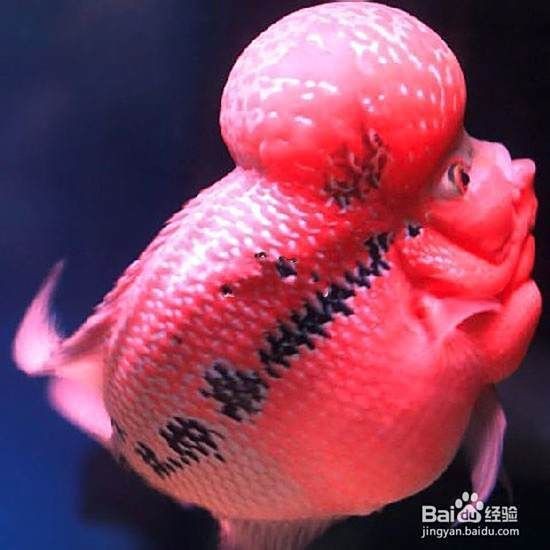 羅漢魚正確養法【《羅漢魚正確養法》*百度經驗,羅漢魚好養嗎】