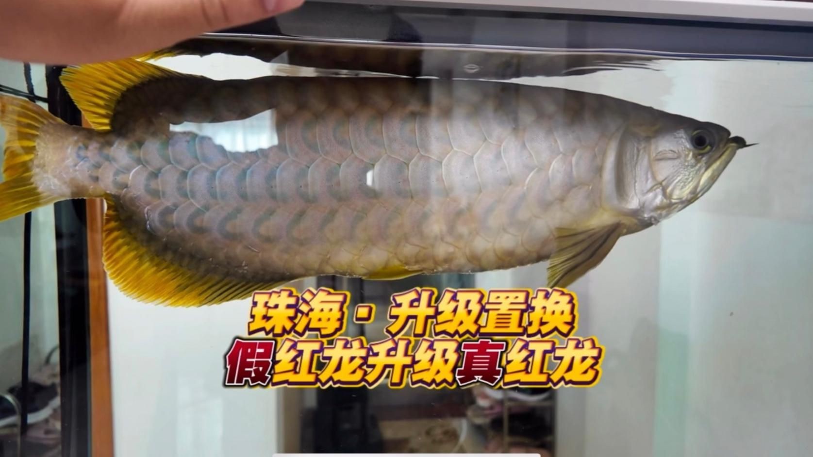 號半龍魚視頻【《號半龍魚》探秘水中精靈的奇幻世界】