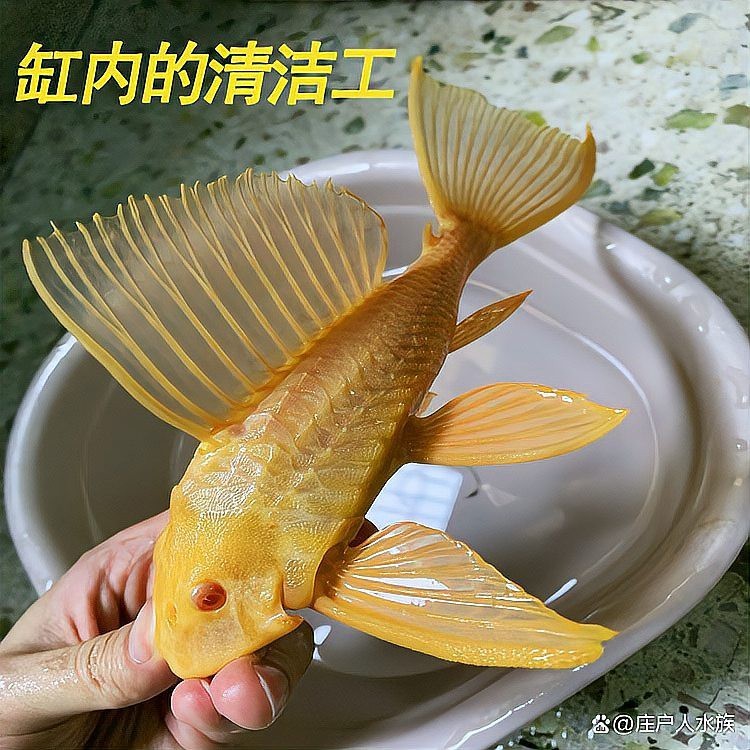 十大最建議買的清潔魚【水族箱選購(gòu)指南】