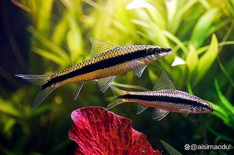 十大最建議買的清潔魚【水族箱選購指南】
