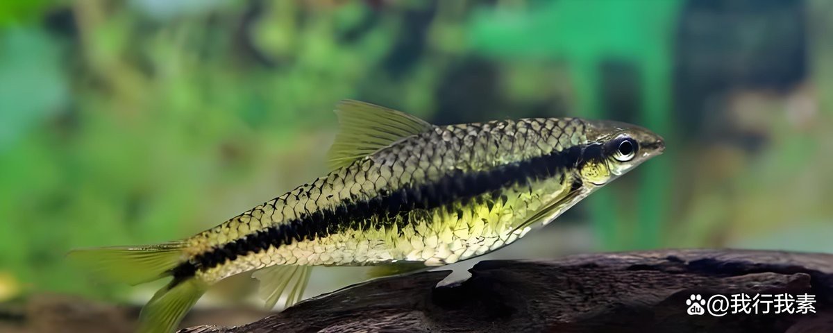 十大最建議買的清潔魚【水族箱選購(gòu)指南】