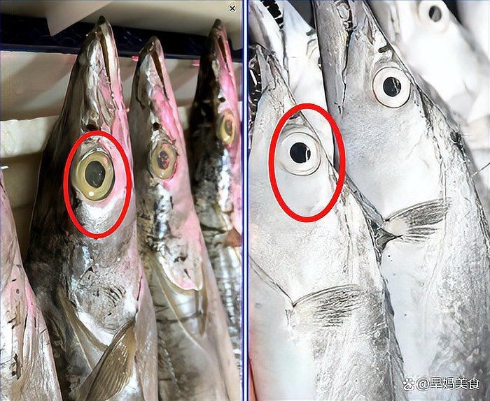 馬來西亞帶魚300_500【馬來西亞帶魚300-500】