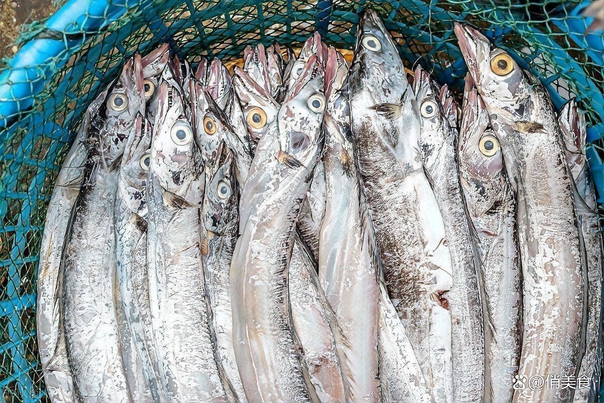 馬來西亞帶魚300_500【馬來西亞帶魚300-500】