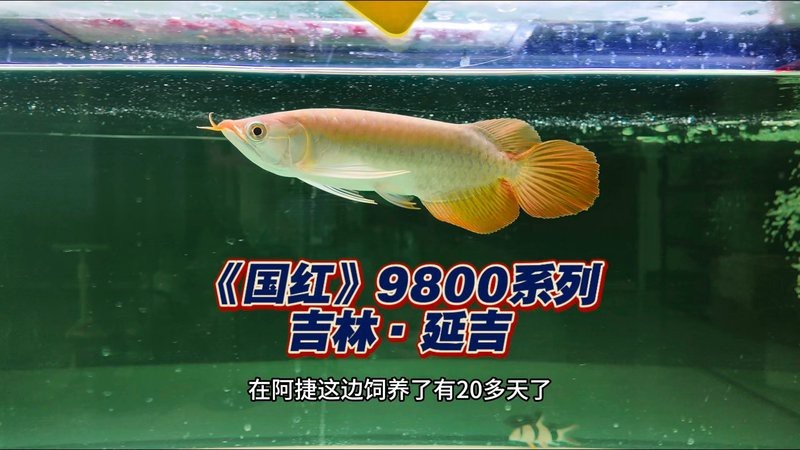 如何選擇信譽良好的大湖紅龍商家？【大湖紅龍怎么樣】