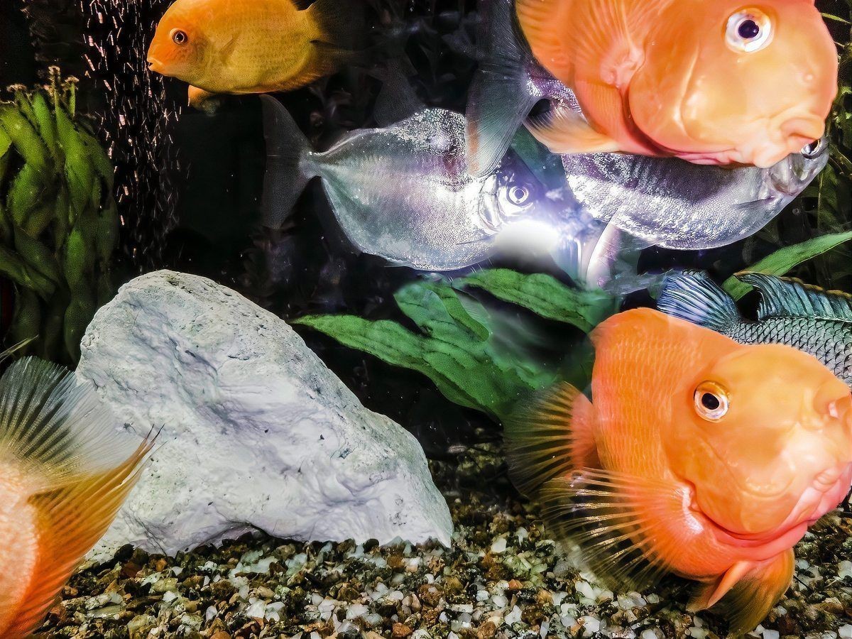 迷你鸚鵡魚崽起飛后養(yǎng)不活【迷你鸚鵡小魚起飛前全死了，原因有哪些觀物鑒】