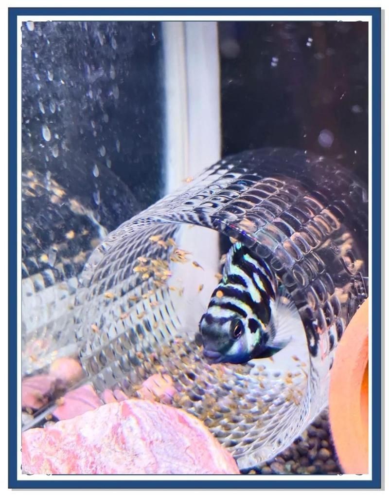 迷你鸚鵡魚崽起飛后養(yǎng)不活【迷你鸚鵡小魚起飛前全死了，原因有哪些觀物鑒】