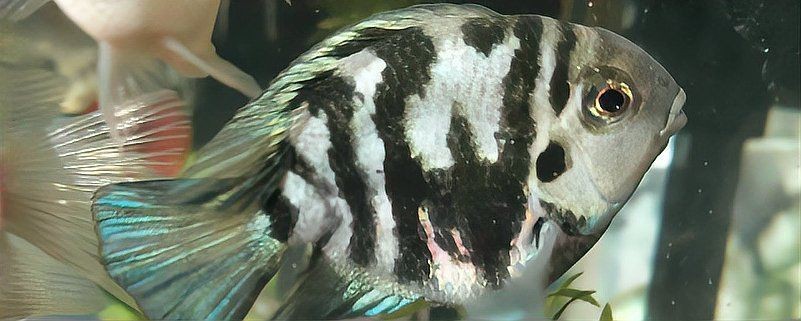 迷你鸚鵡魚崽起飛后養(yǎng)不活【迷你鸚鵡小魚起飛前全死了，原因有哪些觀物鑒】