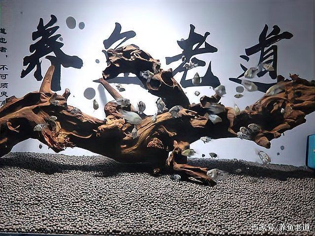 迷你鸚鵡魚崽起飛后養(yǎng)不活【迷你鸚鵡小魚起飛前全死了，原因有哪些觀物鑒】