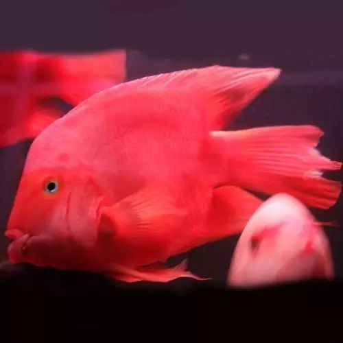 藍面財神和血燕紅是一種魚嗎【面財神和血燕紅不是同一種魚，藍面財神和血燕紅不是同一種魚】