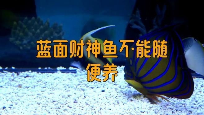 藍面財神魚最忌三個魚【藍面財神魚在混養(yǎng)方面有諸多講究】