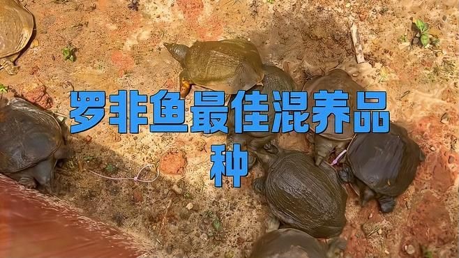 羅非魚能和什么魚混養(yǎng)【保姆羅非魚混養(yǎng)最佳搭配暮小南羅非魚和鯽魚能一起養(yǎng)嗎】