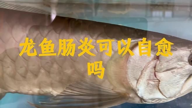 龍魚(yú)腸炎能不能自愈【纖姿周五,魚(yú)得了腸炎會(huì)自愈嗎】