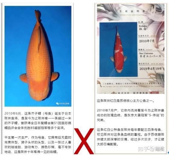 芥子錦鯉最貴三個顏色【芥子錦鯉中最貴的三個顏色當屬白金、黃金、黃金的融合色】