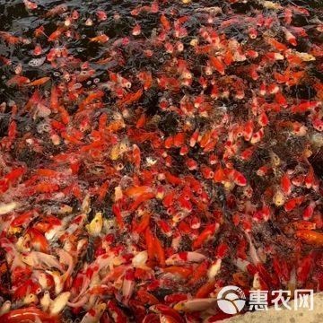 芥子錦鯉最貴三個(gè)顏色【芥子錦鯉中最貴的三個(gè)顏色當(dāng)屬白金、黃金、黃金的融合色】