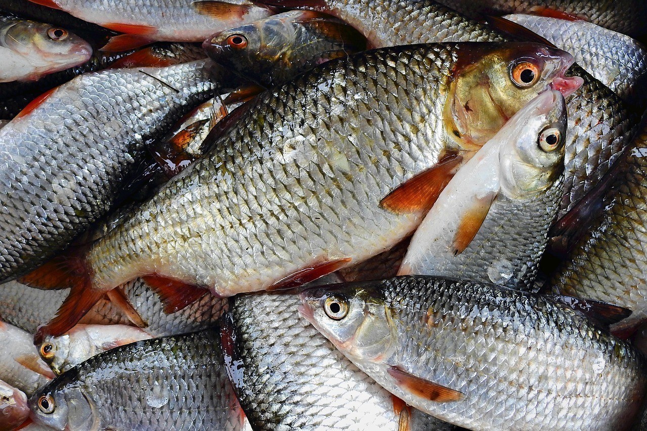 青龍魚是什么魚?【青龍魚是淡水魚還是海水魚，】