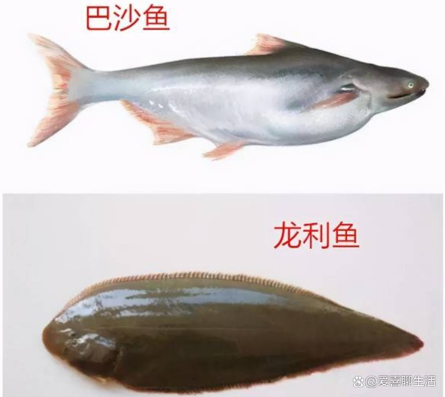 如何區分深海龍魚和龍利魚？【極其容易買錯的2種魚,這種營養少,還偷偷混淆賣高價!】