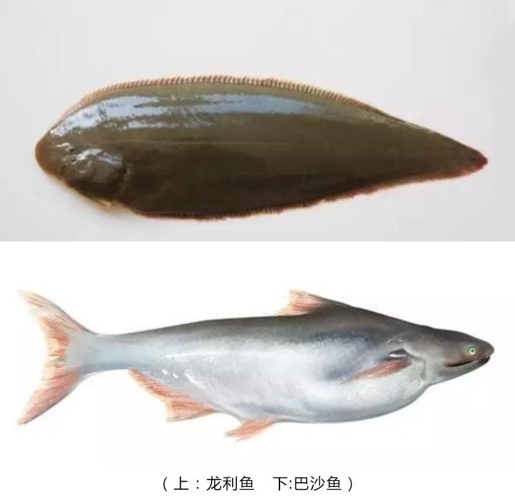 如何區分深海龍魚和龍利魚？【極其容易買錯的2種魚,這種營養少,還偷偷混淆賣高價!】