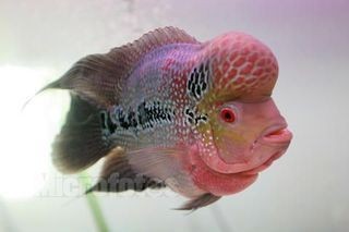 羅漢魚最貴的三個品種【羅漢魚價格多少錢一條】