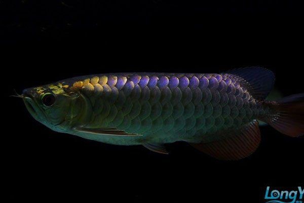 金龍魚資料網【金龍魚資料網是一個專注于金龍魚相關信息的綜合性平臺】