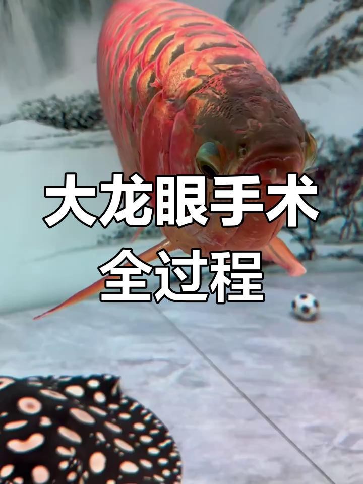 有哪些龍魚蒙眼手術的成功案例【沈陽育友挑戰72厘米大龍魚手術過程全程揭秘全民小視頻】