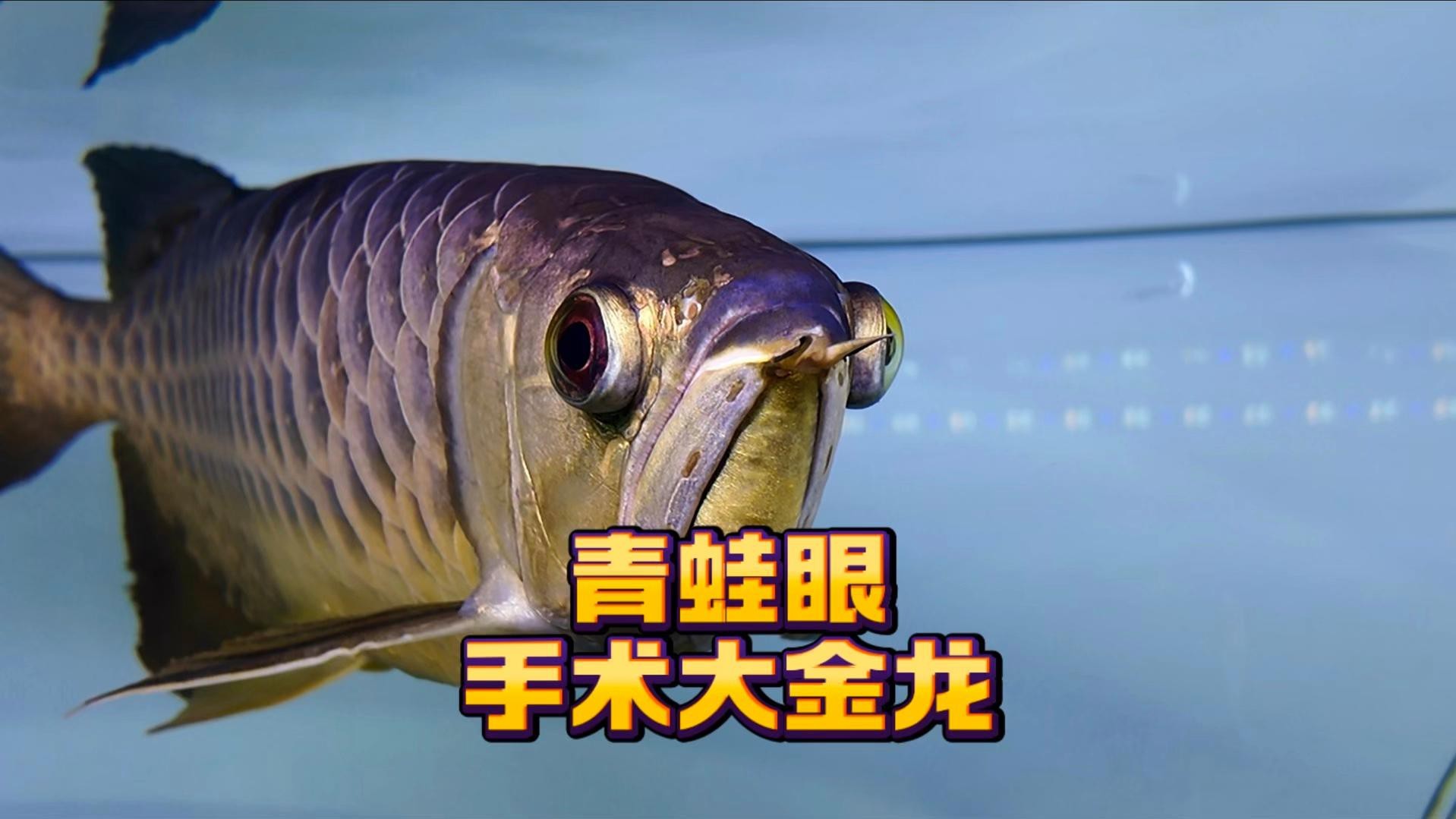 有哪些龍魚蒙眼手術的成功案例【沈陽育友挑戰72厘米大龍魚手術過程全程揭秘全民小視頻】