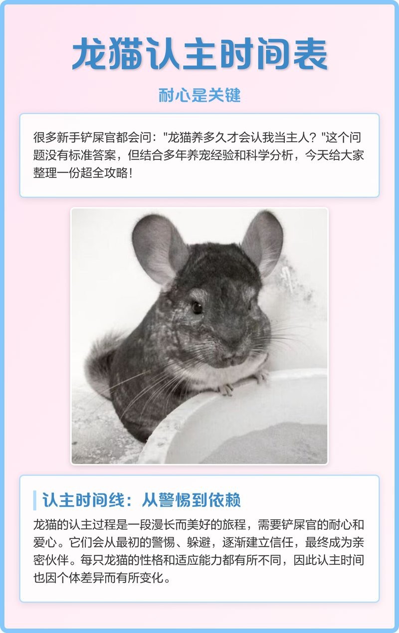 龍貓雙養需要多久適應？【愛吃的王大仙,龍貓新家適應全攻略,這些誤區千萬別踩傅映川】 龍貓雙養需要多久適應？【愛吃的王大仙,龍貓新家適應全攻略,這些誤區千萬別踩傅映川】 龍魚百科 第2張