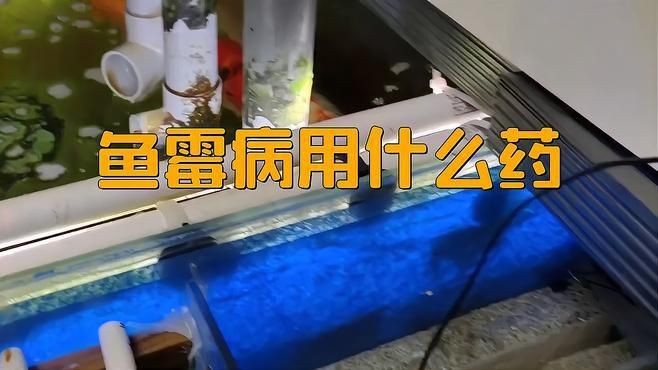 有哪些藥物可以有效治療龍魚真菌感染？【魚真菌感染用什么藥】