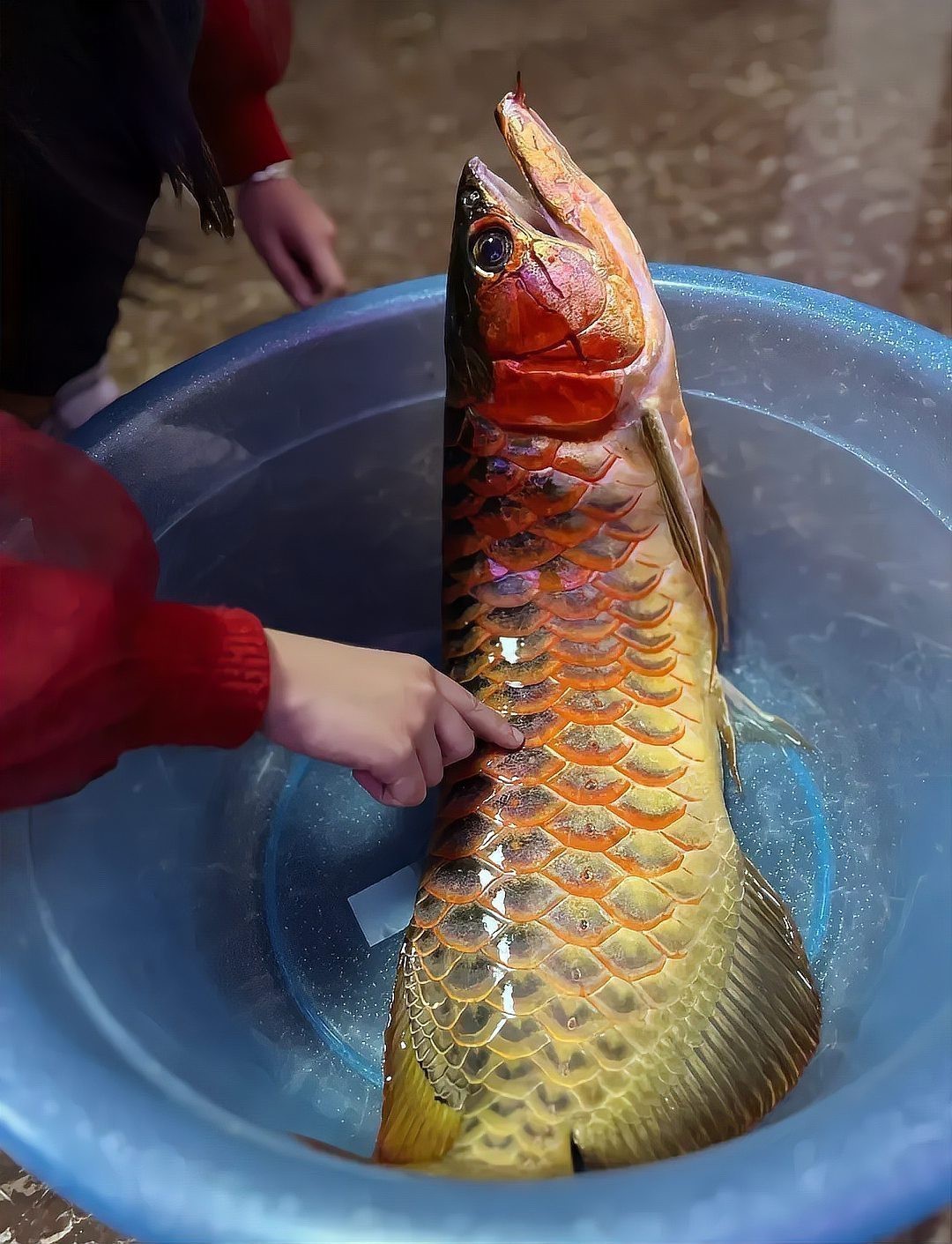金龍魚煮了會有報應嗎【關于金龍魚煮了道家\