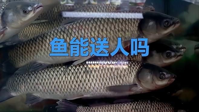 龍魚不能隨便送人的原因及解決方法【為什么龍魚不能隨便送人】