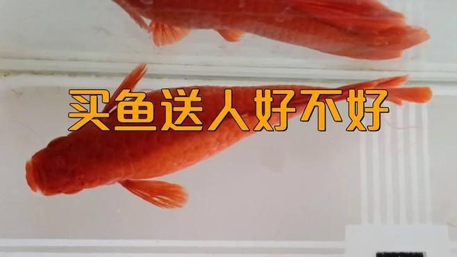 龍魚不能隨便送人的原因及解決方法【為什么龍魚不能隨便送人】